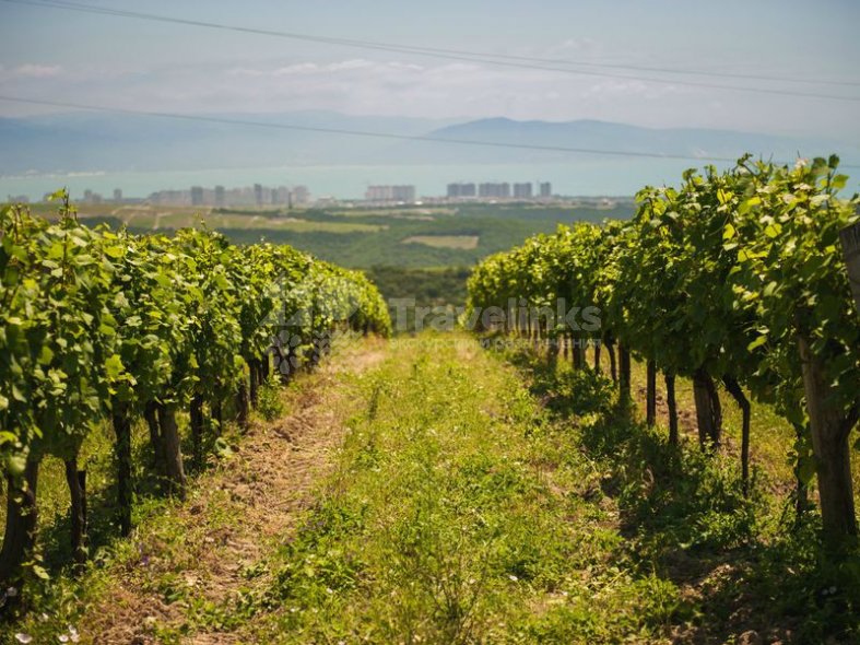 Галерея Один день по винодельням #2