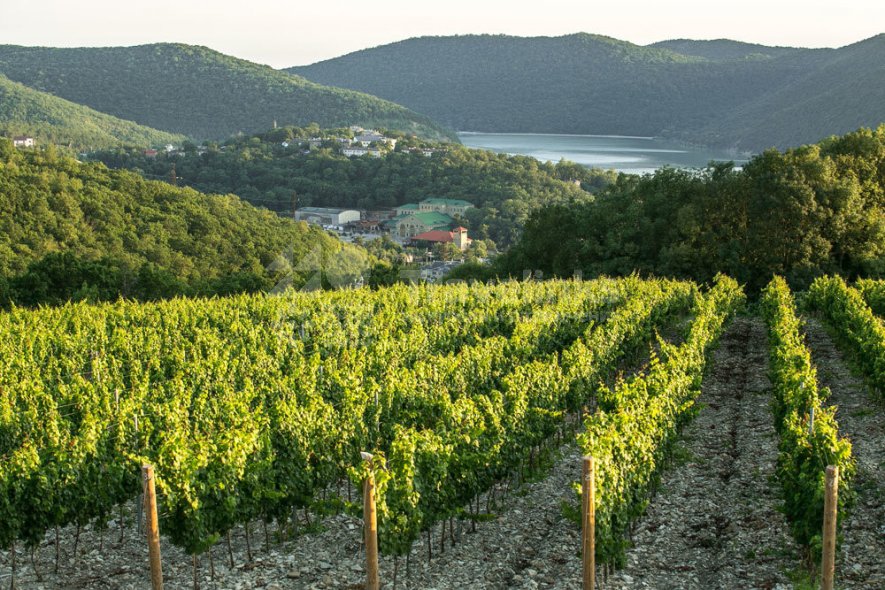 Галерея Абрау-Дюрсо #1