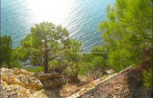 Джанхотский бор