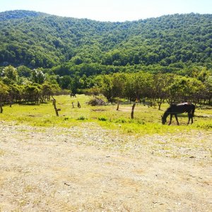 Остров «Антар»