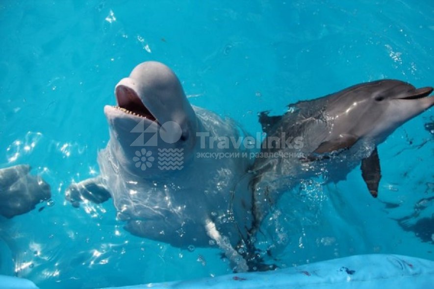 Галерея Геленжикский дельфинарий #0
