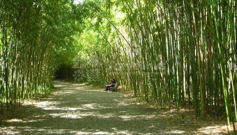 Галерея В Абхазию Мандариновый рай из Новороссийска #0