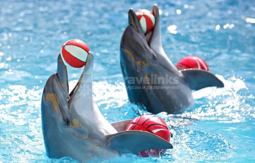 Дельфинарии