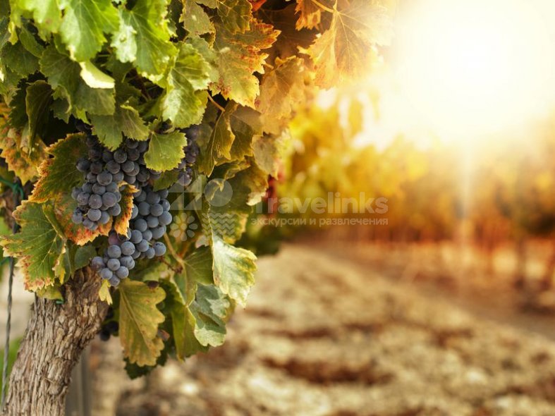 Галерея Шато де Талю (Chateau de Talu) #0