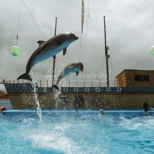 Дельфинарий в Архипо-Осиповке