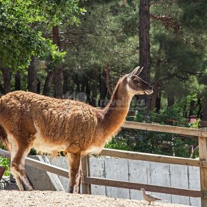Сафари-парк Геленджик