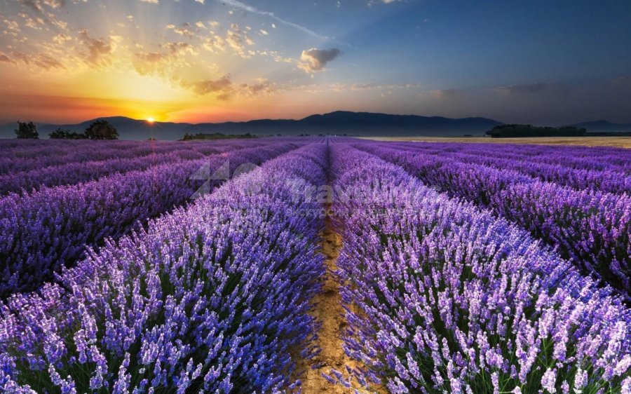Галерея Фототур «Лавандовые поля» #1