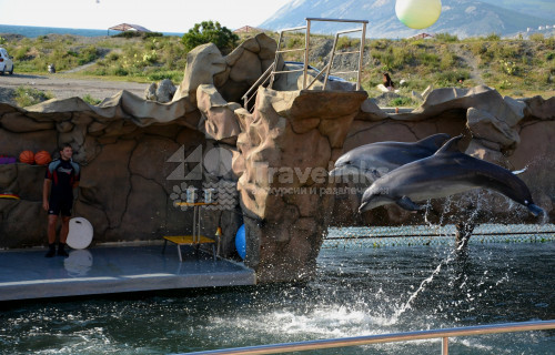 Дельфинарии