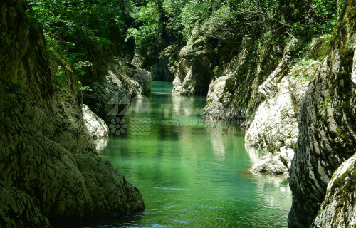 Тисо-самшитовая роща