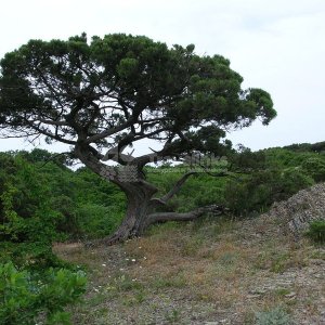 Галерея Кипарисовое озеро #1