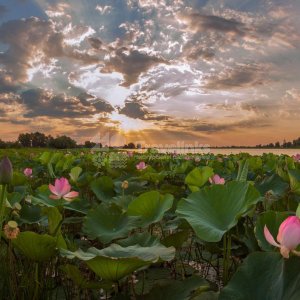 Долина лотосов на Тамани