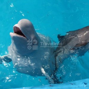 Галерея Геленжикский дельфинарий #0