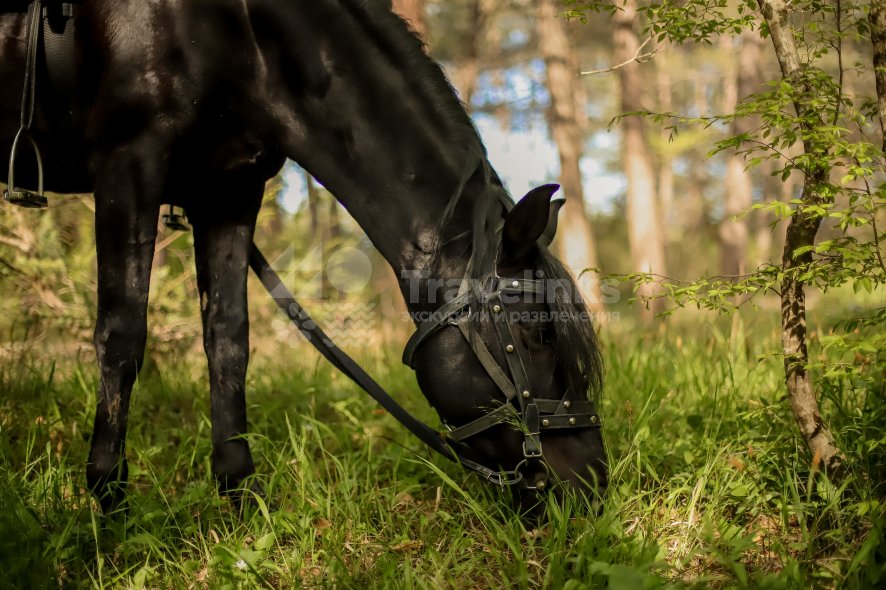 Галерея Прогулка на лошадях к озеру Церковному (1,5 часа) #3