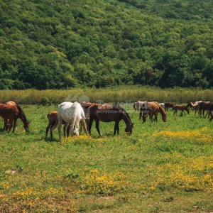 Галерея Прогулка на лошадях к озеру  (1 час) #0