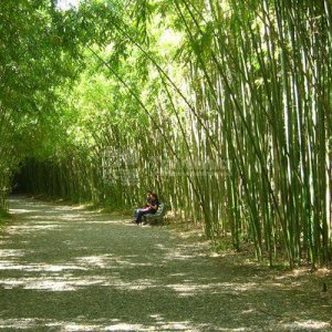 Галерея В Абхазию Мандариновый рай из Новороссийска #0