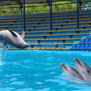 Галерея Дельфинарий в Архипо-Осиповке #0