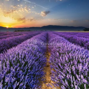 Галерея Фототур «Лавандовые поля» #1