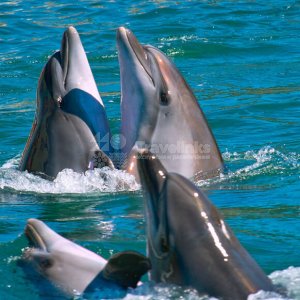 Дельфинарий Большого Утриша