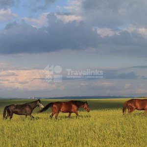 Конные прогулки в долине Сукко