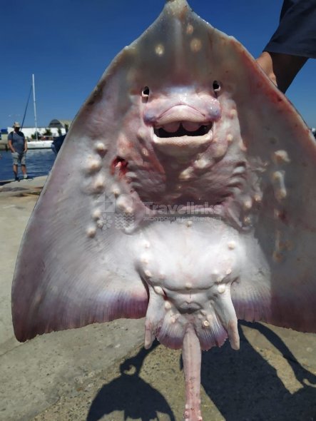 Галерея Морская рыбалка на яхте, катере #2