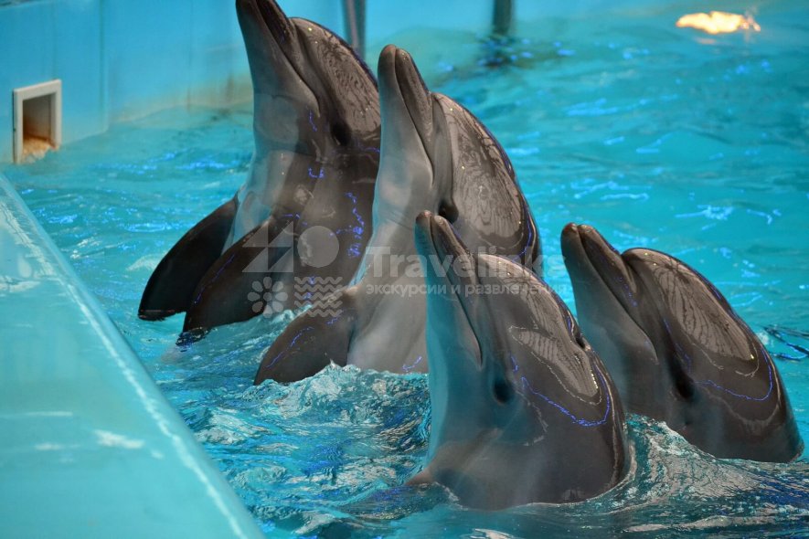 Геленжикский дельфинарий