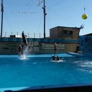 Галерея Дельфинарий Архипо-Осиповка #0