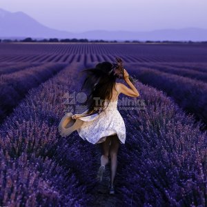 Галерея Фототур «Лавандовые поля» #2