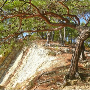 Галерея Джанхотский бор #0