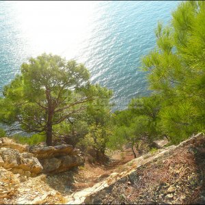 Джанхотский бор