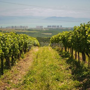 Шато Пино — автобусная экскурсия для гурманов