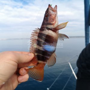 Морская рыбалка на яхте, катере