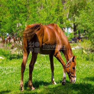 Галерея Конные прогулки в долине Сукко #0