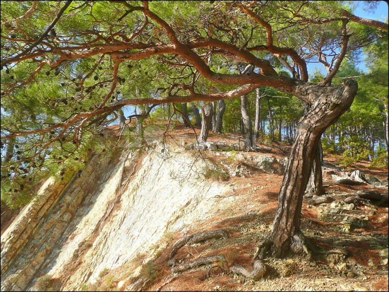 Галерея Джанхотский бор #0