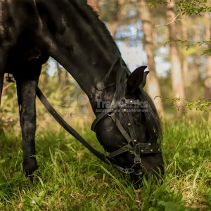 Галерея Прогулка на лошадях к озеру Церковному (1,5 часа) #3