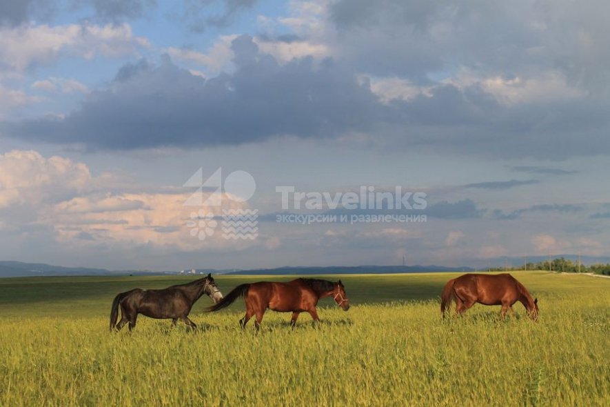 Конные прогулки в долине Сукко