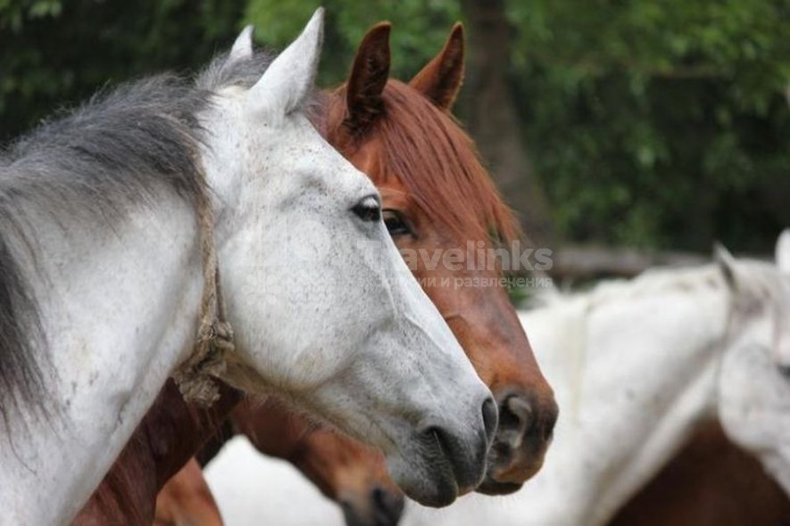 Галерея Конные прогулки в долине Сукко #1