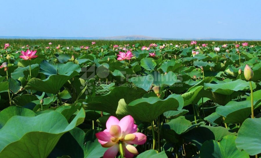 Ахтанизовский лиман и Долина лотосов
