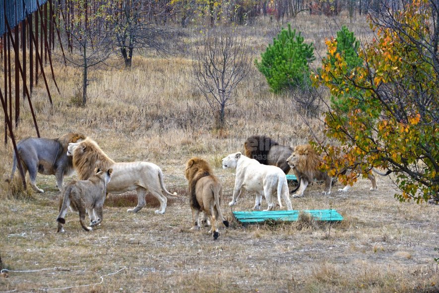Галерея Белая скала + мыс Хамелеон/ парк Львов #1