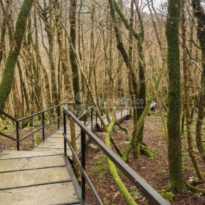 Галерея Тисо-самшитовая роща #1