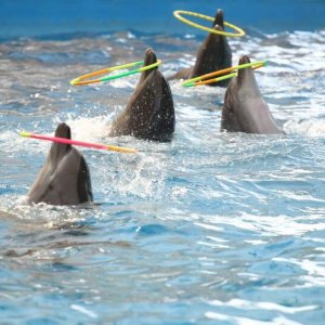 Дельфинарий Анапы