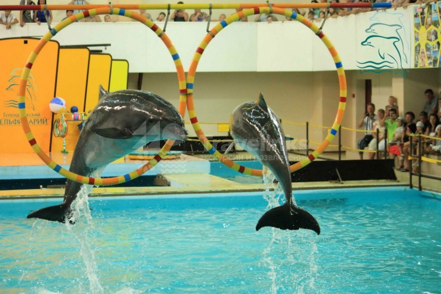 Галерея Геленжикский дельфинарий #1