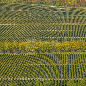 Галерея Шато де Талю #1