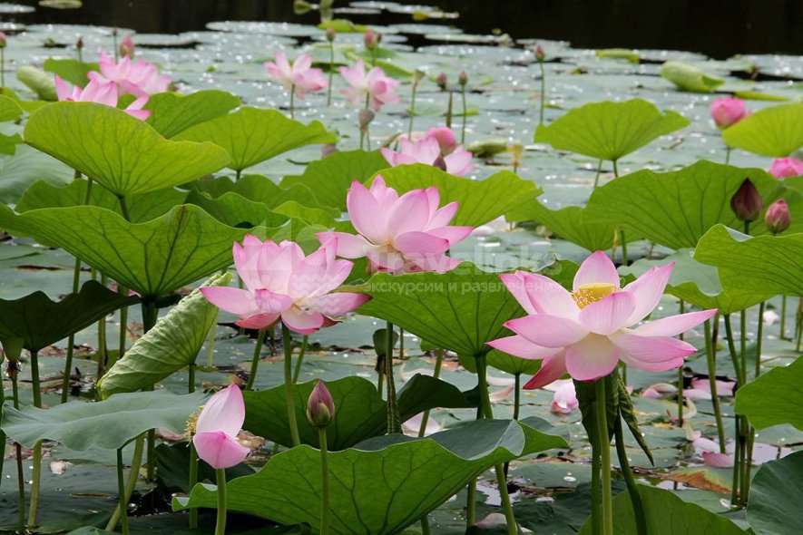 Галерея Долина лотосов на Тамани #0