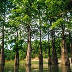 Галерея Кипарисовое озеро #0