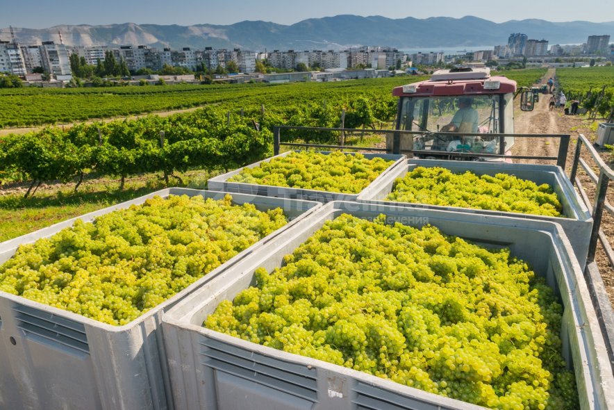 Галерея Экскурсия на винодельню Мысхако #4