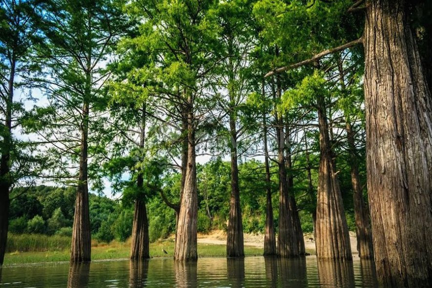 Галерея Кипарисовое озеро #0