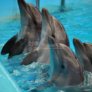 Геленжикский дельфинарий