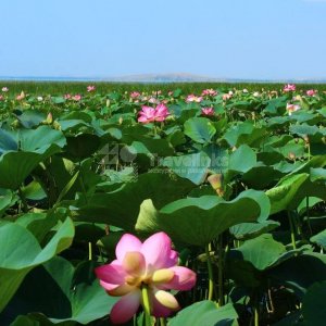 Галерея Лечебный пляж #2