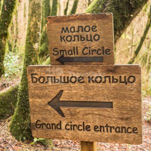 Галерея Тисо-самшитовая роща #0