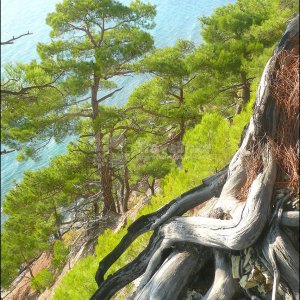 Галерея Джанхотский бор #2